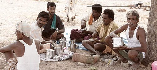 Senaapathy Kangayam Cattle