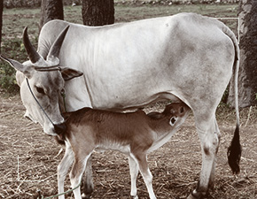 Senaapathy Kangayam Cattle