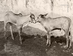 Senaapathy Kangayam Cattle