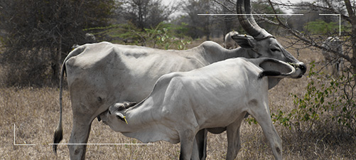 Senaapathy Kangayam Cattle