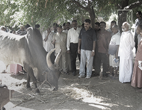 Senaapathy Kangayam Cattle