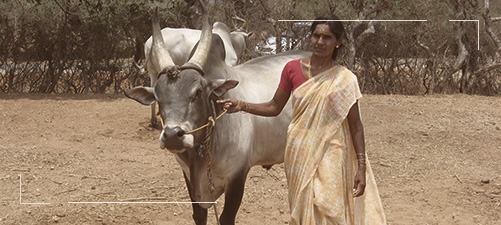 Senaapathy Kangayam Cattle