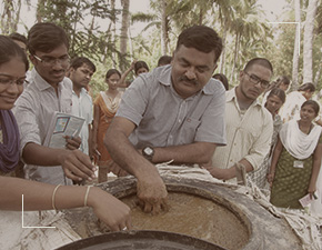 Senaapathy Kangayam Cattle