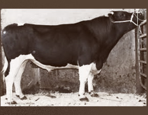 Senaapathy Kangayam Cattle