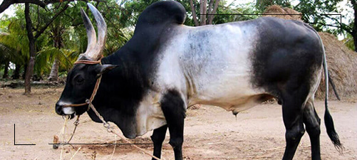 Senaapathy Kangayam Cattle